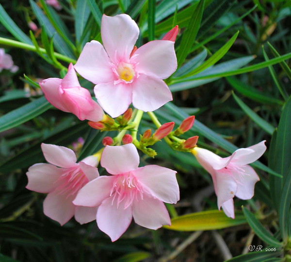Oleander