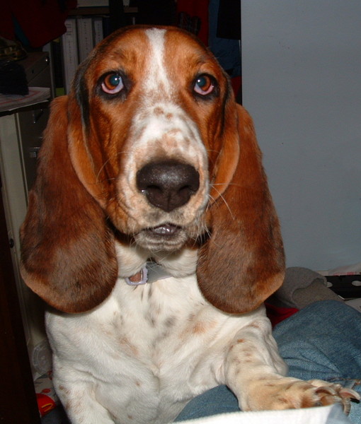 Lola