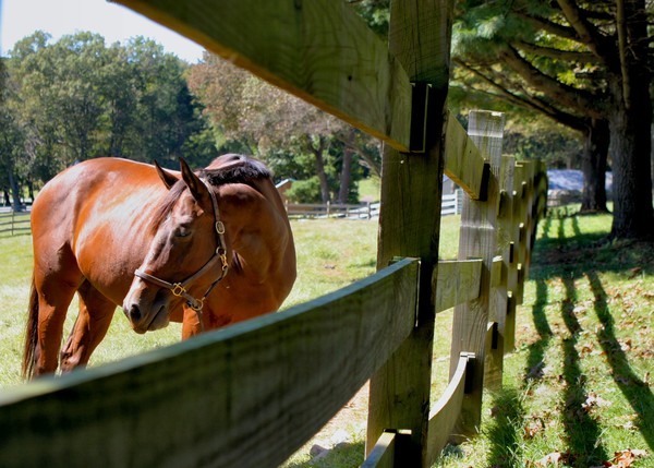 equestrian view