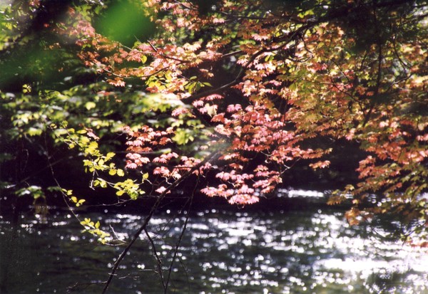 First Fall Color