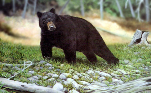 Michigan Black Bear
