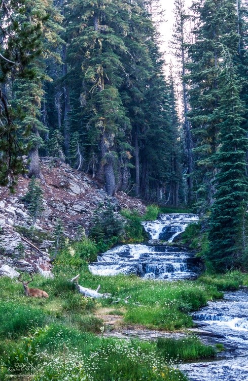 A Buck Rests at a Cascading River