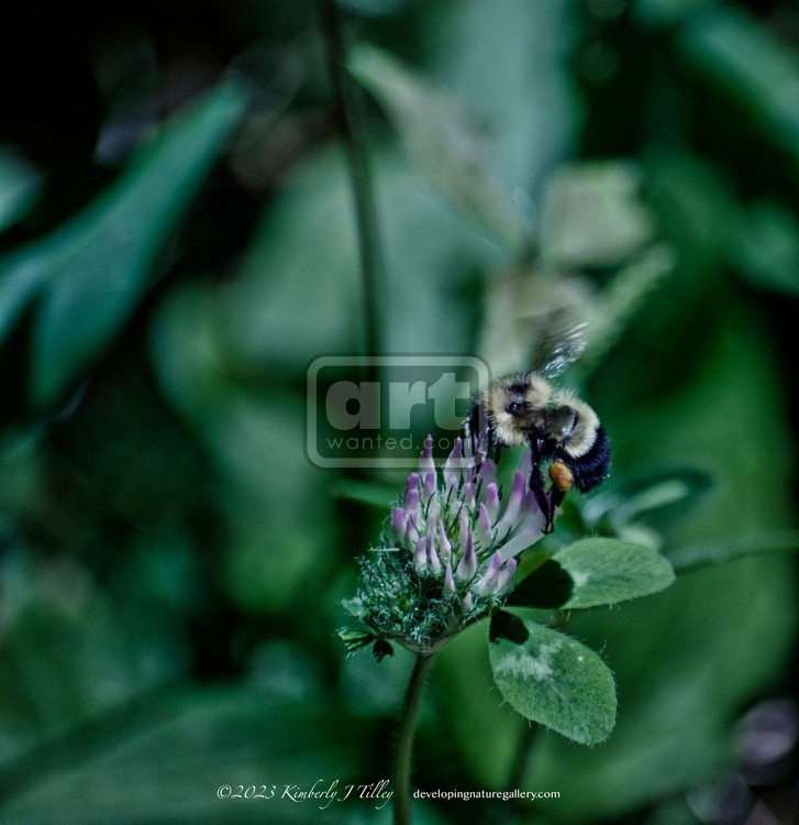 Clover and Bee P6538