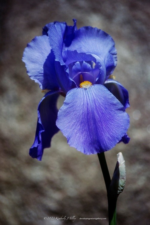 Iris P8394 