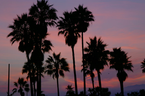 Sexy Venice Palms