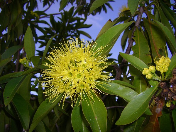 Gum Blossoms