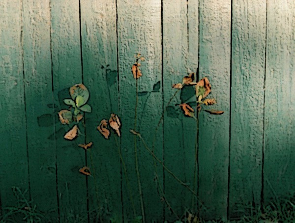 Under the Fence