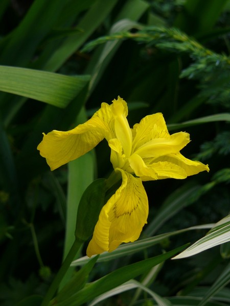 from the Pond!