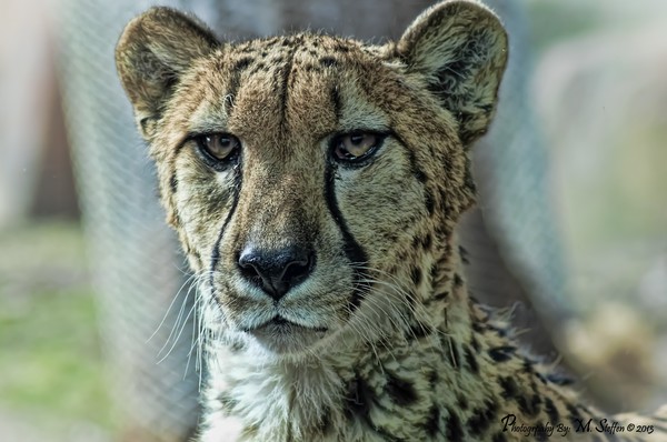 Cheetah