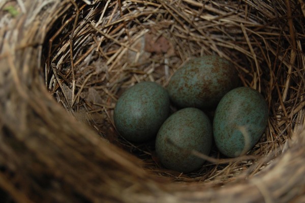 Blackbirds nest