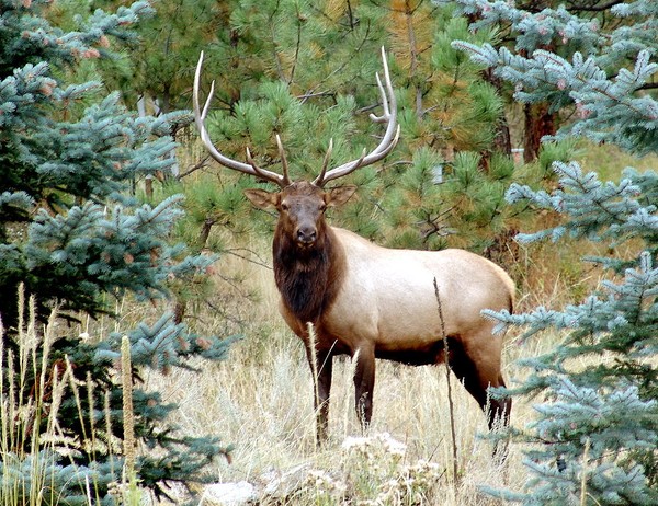 Bull Elk in Evergreen, CO.