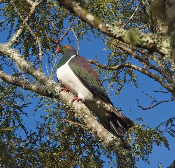 Wood Pigeon