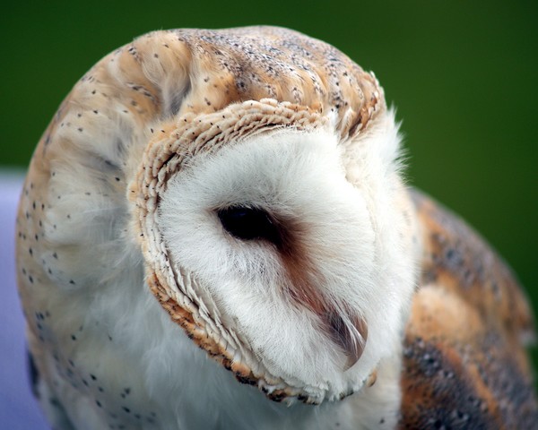 Barn Owl