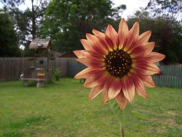 baby sunny flower