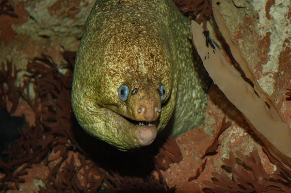 Spotted eel