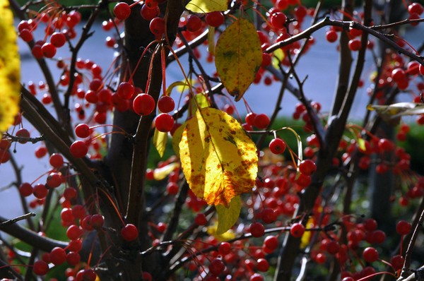 Yellow Leaf