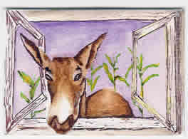 Curious Donkey