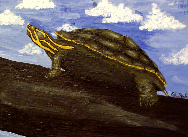 Painted Turtle