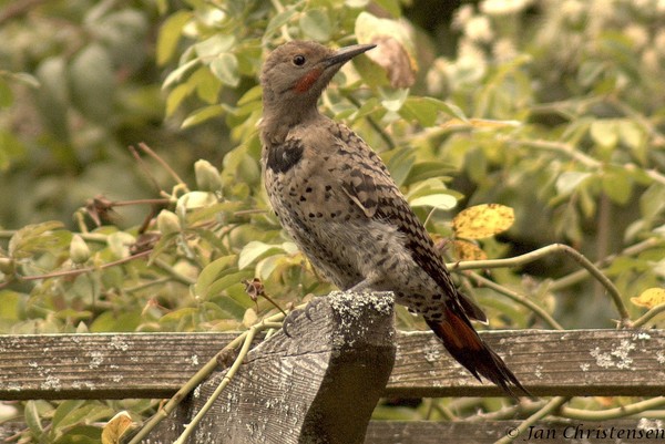 A Woodpecker