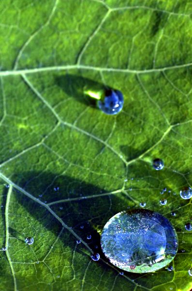Rain Drop on Leaf