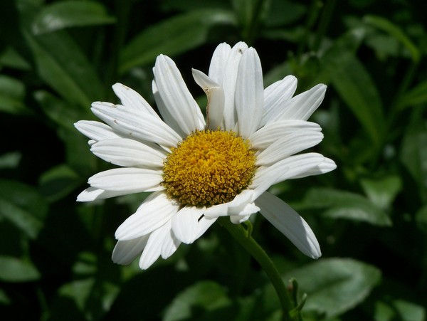 he loves me, he loves me not