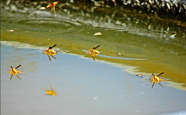 Yellow Jackets