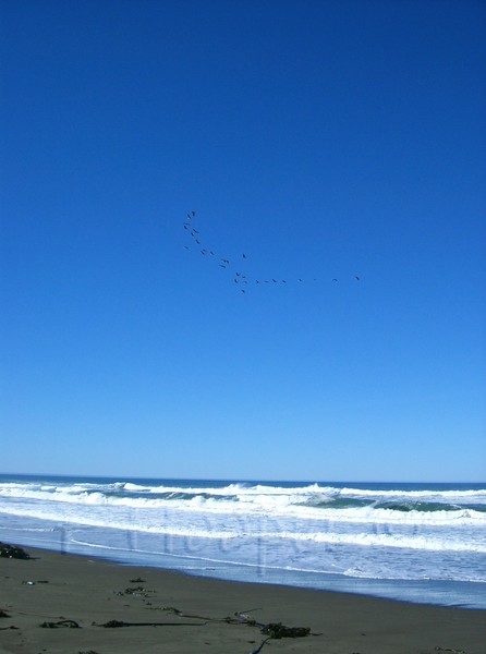 Migration