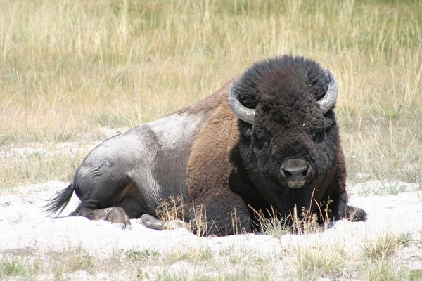 Buffalo