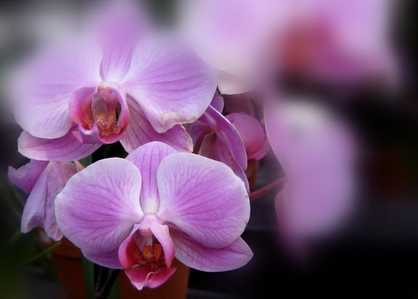 Lavender Toned Orchids (Four)