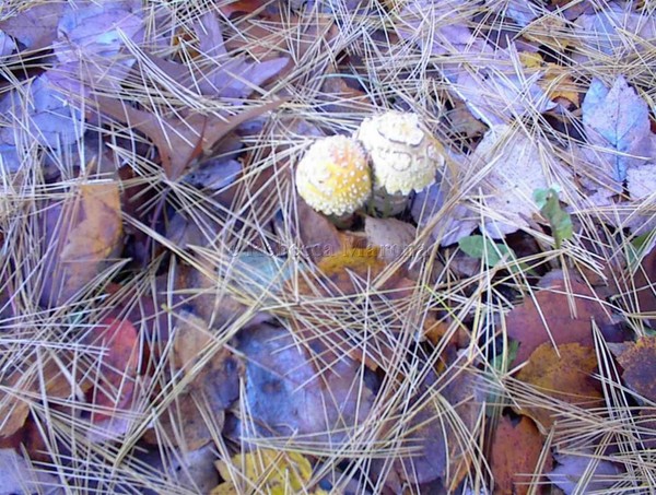 Find the Morels