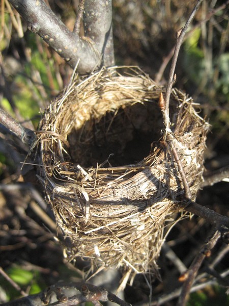 Empty Nest