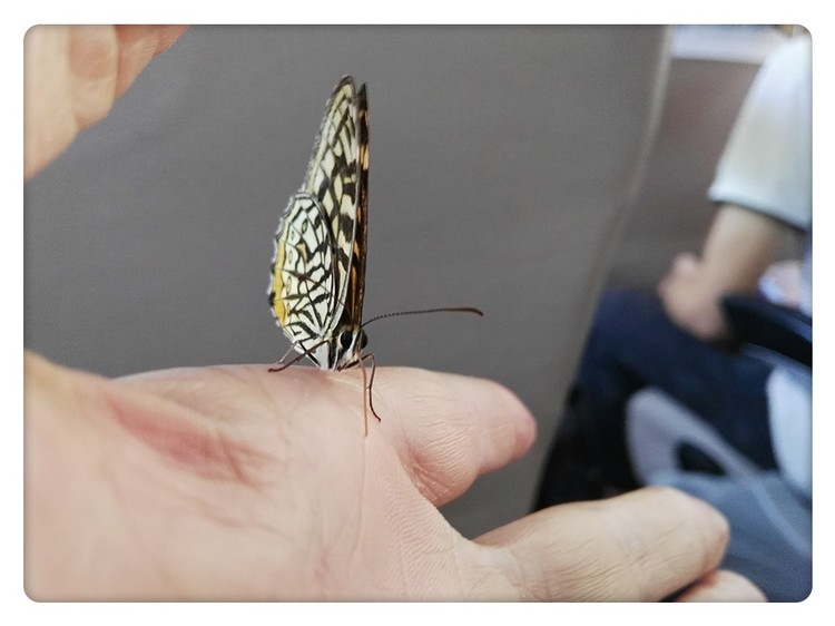 A Butterfly in My  Left Hand