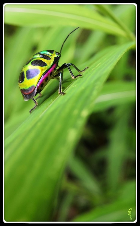 The Back of a Bug