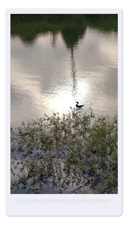 fishing bird