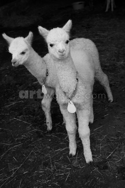 Two Heads