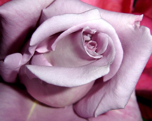 Blue Girl rose