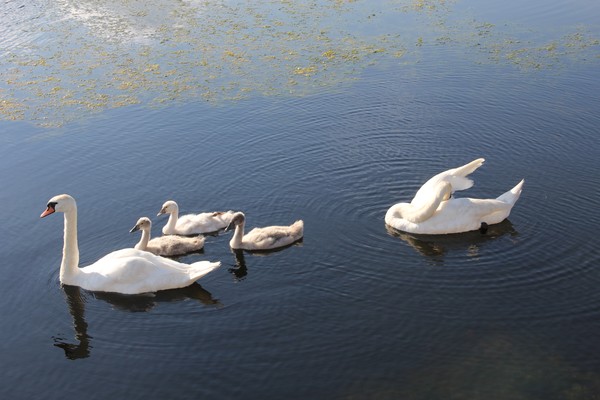 Papa Mute swan cleaning himself