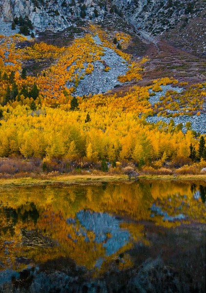 Pond Reflections 3