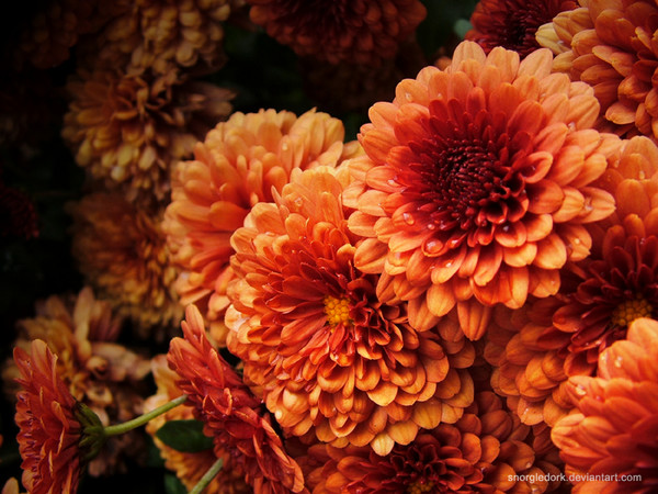 Mums the Word