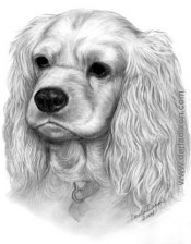 Cocker Spaniel Portrait in Pencil