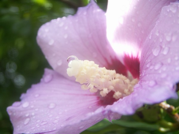 Dew Drops