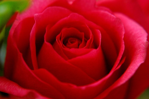 Red Rose