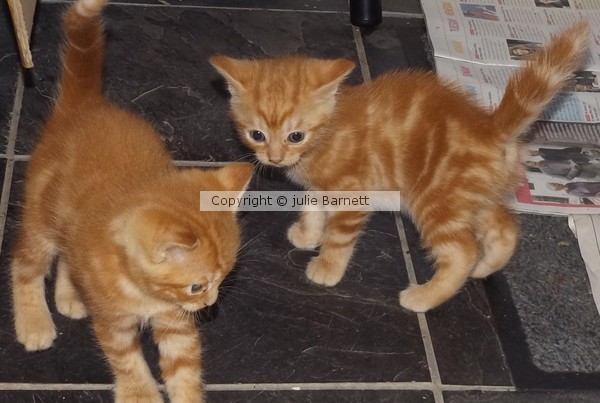 Tilly's Miraculous Kittens
