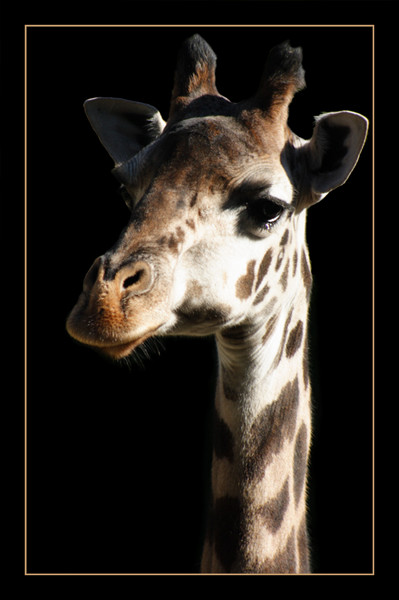  Giraffe