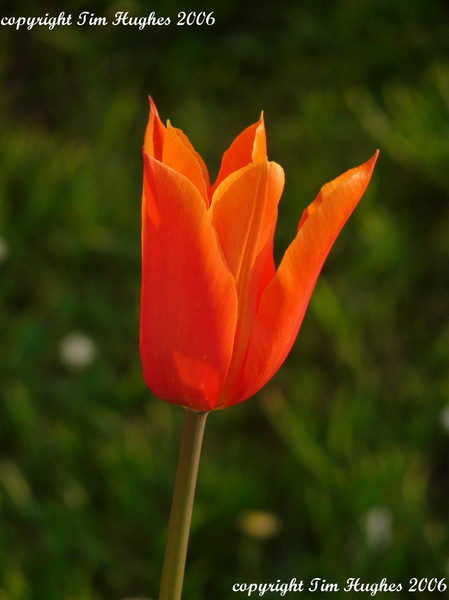 'Angled to the Sun'