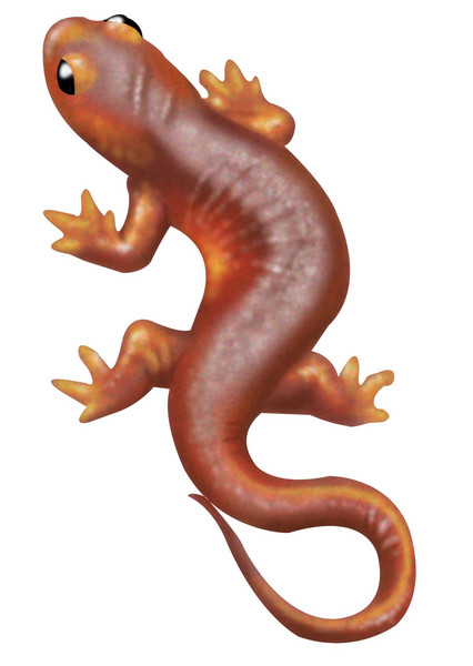 Sierra Newt