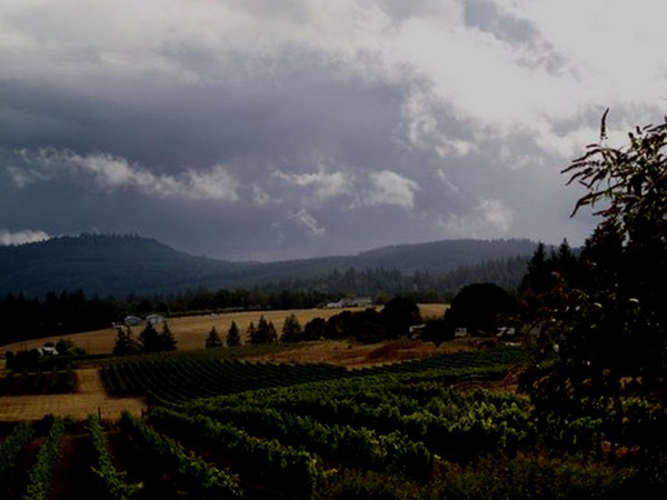 The Vineyard