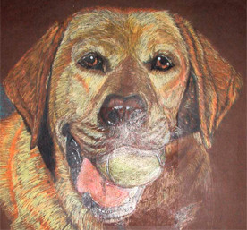 Lab with tennis ball