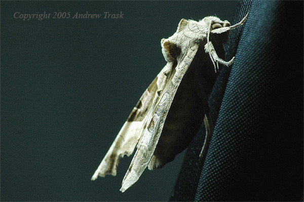 The Caped Crusader - Moth in High Heels
