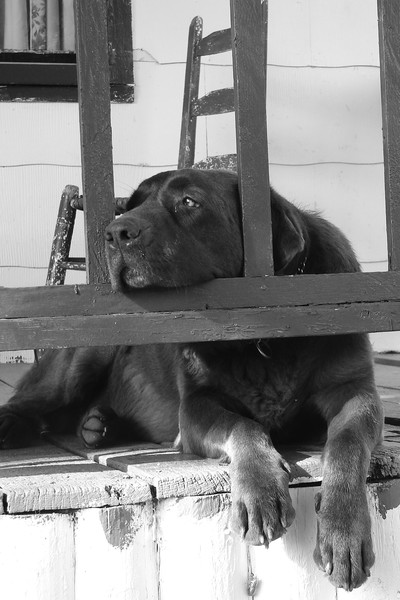 Dog Days of Summer